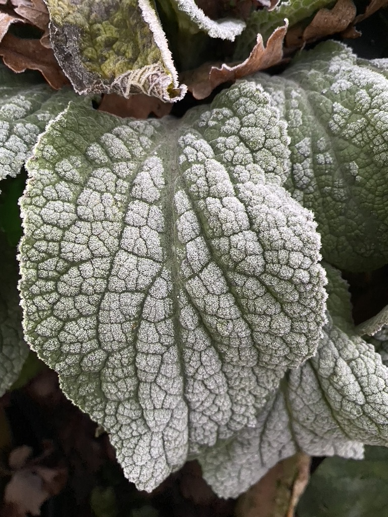 cabagge leaf